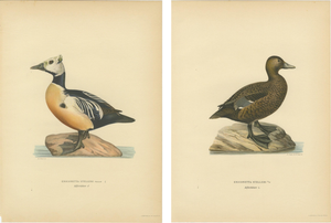 Antique Stellers Eider Duck Lithographs with Male and Female Pair, Sweden, 1929, Set of 2