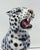Early 21st Century White Leopard Statue from Ceramiche Boxer For Sale - Image 5 of 7