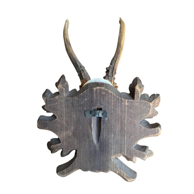 Cabin Roe Deer Trophy 225 Black Forest Antlers For Sale - Image 3 of 5