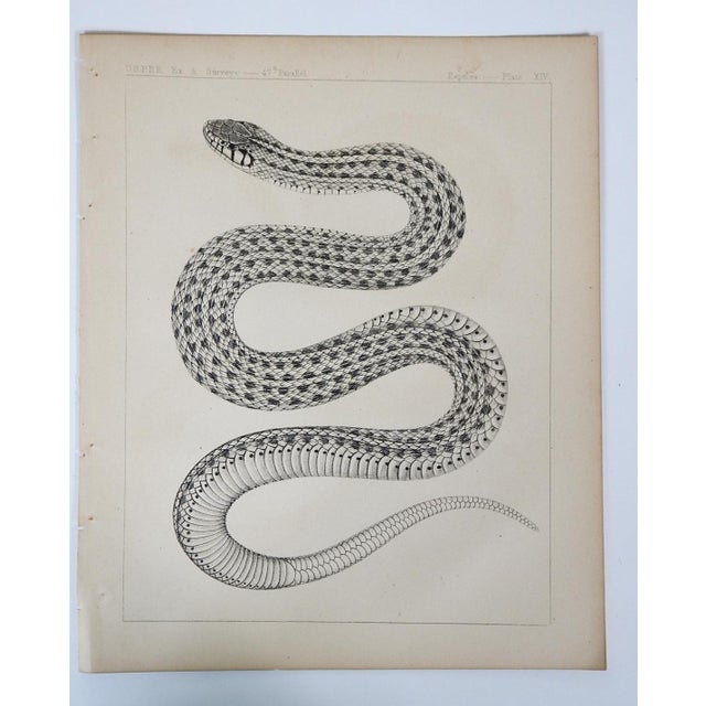 Rustic Mid 19th Century Us Pacifc Railroad Lithograph Snake Book Plate For Sale - Image 3 of 3