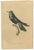Jardine, Bird Illustrations Violet-Tufted Hummingbird, 1837, Print, Set of 8 For Sale - Image 3 of 10