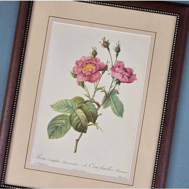 Pierre-Joseph Redouté, Roses, 1950s, Lithographs, Framed, Set of 2 For Sale - Image 11 of 18