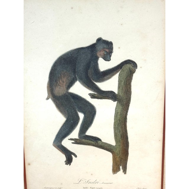 Set of 4 Hand-Colored French Primate Engravings by Jean-Baptiste Audebert For Sale - Image 18 of 18