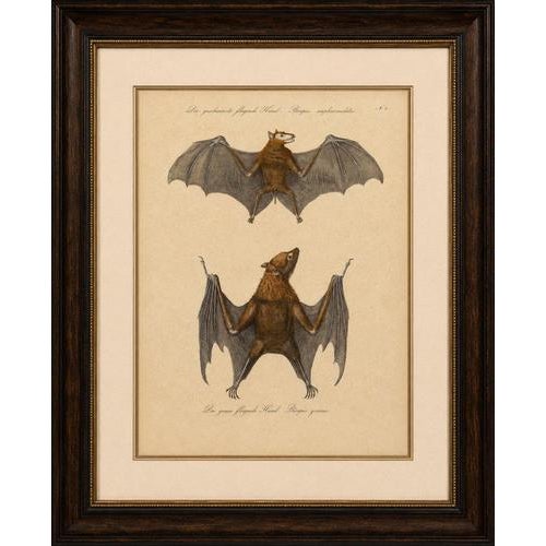Antique Flying Fox Bat Lithograph by Karl Joseph Brodtmann, 1816 This remarkable early 19th-century hand-colored...