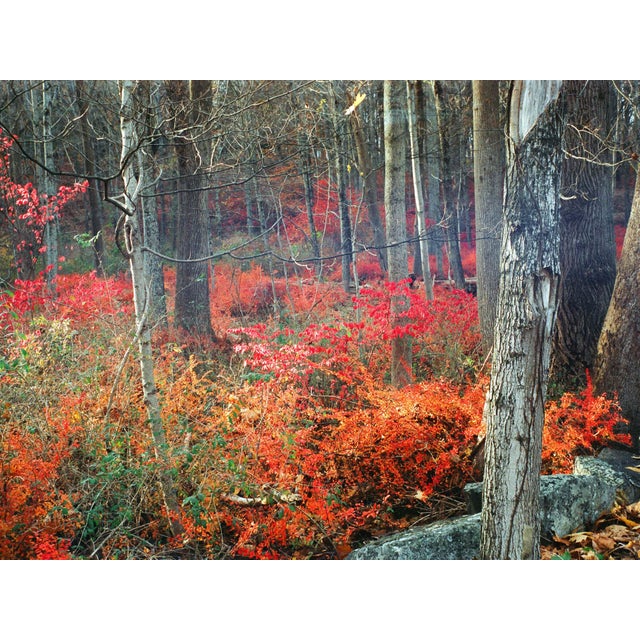 Contemporary Minimalist 'New Jersey Fall Colors' Fine Art Photography Print For Sale