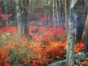 Contemporary Minimalist 'New Jersey Fall Colors' Fine Art Photography Print