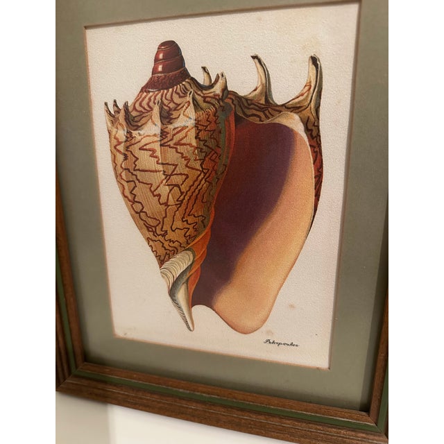 1970s Vintage Seashell Print, Framed For Sale - Image 5 of 6