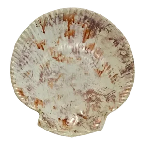 Antique 19th Century Wedgwood Conchology Pink Moonlight Luster Pearlware Scallop Sea Shell Plate