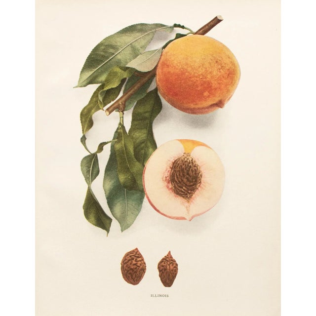 A magnificent original antique photogravure (print) of Illinois Peaches by Ulysses Prentiss Hedrick (1870-1951). Superb...