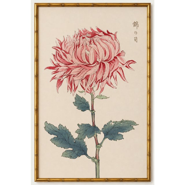 Pink Mum, Vintage Japanese Botanical Art Print, 16" X 24" For Sale In Buffalo - Image 6 of 10