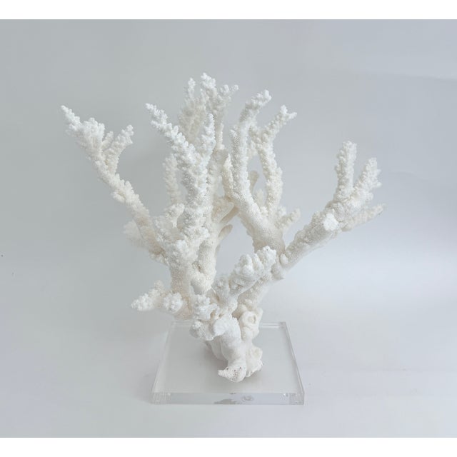 Plastic Massive Natural Branch Coral Specimen on Acrylic Base For Sale - Image 7 of 7