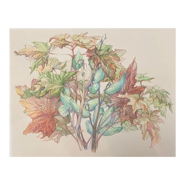1970s Botanical Realist Drawing For Sale