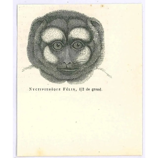 Night Monkey is an original lithograph on ivory-colored paper, realized by Paul Gervais (1816-1879). The artwork is from...