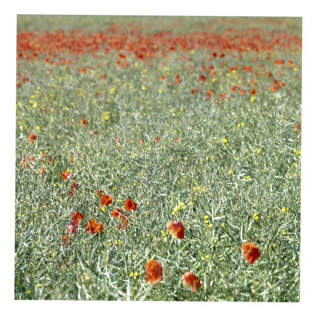 Paul Cooklin, Poppies, Photograph For Sale