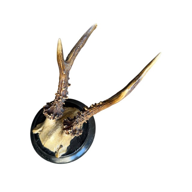 Roe deer trophy mounted on a round wood plaque