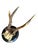Roe deer trophy mounted on a round wood plaque