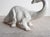 Vintage Italian Bassano Ceramic Dinosaur Sculpture - White Pottery Brontosaurus Figure, 1970s For Sale - Image 15 of 18