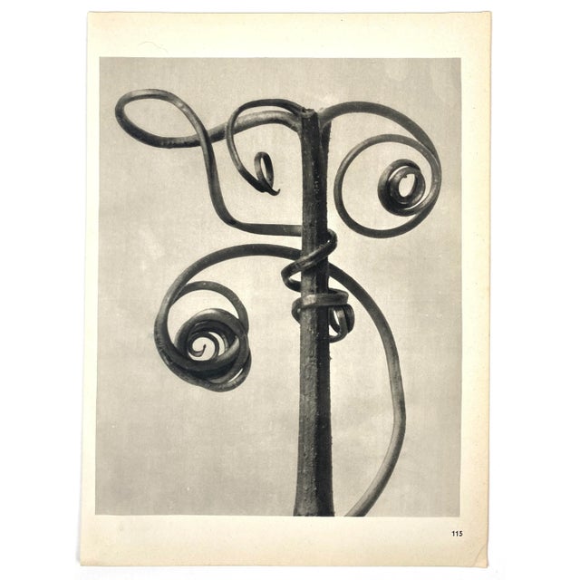 1940s 1940s Botanical Blossfeldt Print - No. 115 For Sale - Image 5 of 5