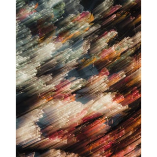 Blossom by Joe Clarke – Limited Edition Abstract Botanical Photograph | Archival Fine Art Paper Print For Sale