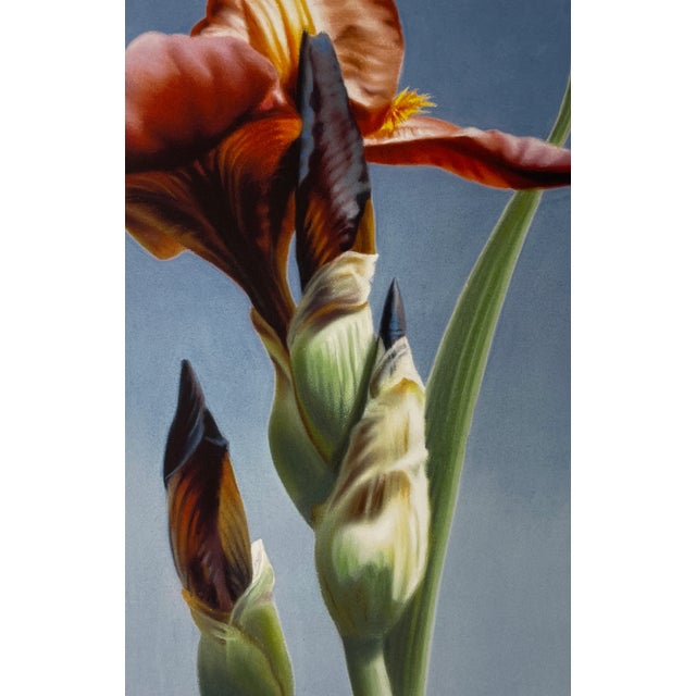 Elizabeth Rickert, Iris Ii, Floral Art, Reproduction Print, Iris Print For Sale