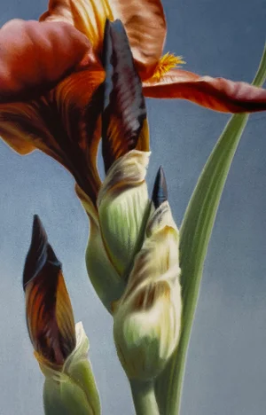Elizabeth Rickert, Iris Ii, Floral Art, Reproduction Print, Iris Print