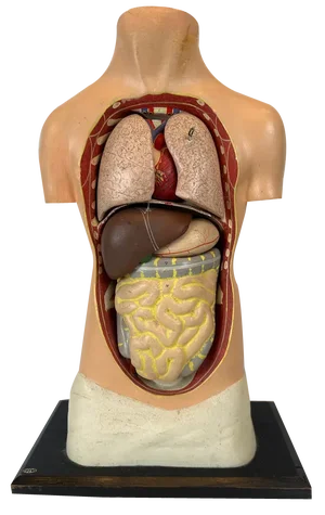 Small Antique Anatomical Model in Plaster and Paper Maché