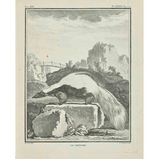 Le Chincher is an etching realized by Jean Charles Baquoy in 1771. It belongs to the suite "Histoire Naturelle de Buffon"....
