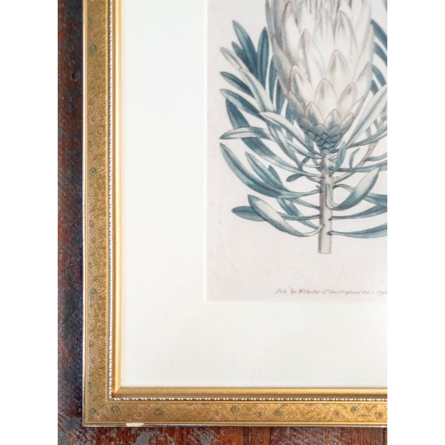Late 18th Century 18th Century Hand Colored Botanical Engraving Curtis's Magazine Print Protea For Sale - Image 5 of 10