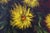 1960s A. De Man, Still Life with Yellow Flowers, 1960, Oil Painting on Canvas, Framed For Sale - Image 5 of 11