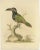 Original antique bird print of a green toucan. Published by George Edwards circa 1760. George Edwards FRS (3 April 1694 –...