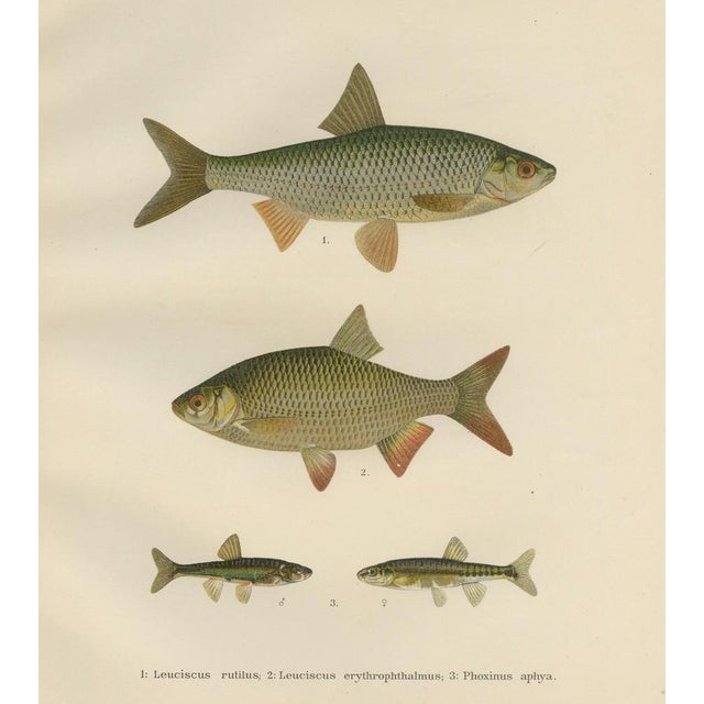 Paper Wilhelm von Wrigh, Freshwater Fish from Scandinavia, 1895, Lithograph on Paper For Sale - Image 7 of 10