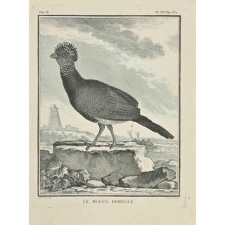 Jacques Baron, Le Hocco, Etching, 1771 For Sale