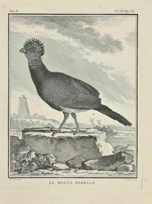 Jacques Baron, Le Hocco, Etching, 1771