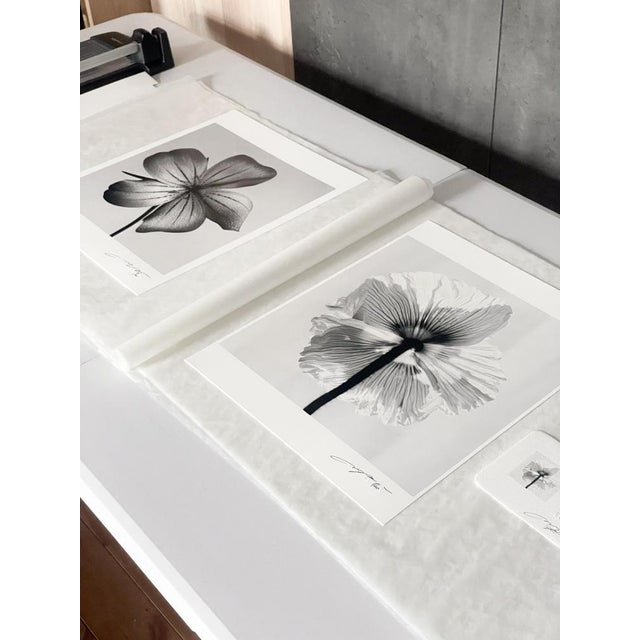 Paper Ugne Pouwell, Poppy No.11, 2025, Black and White Floral Photography, Limited Edition of 2/20 For Sale - Image 7 of 8