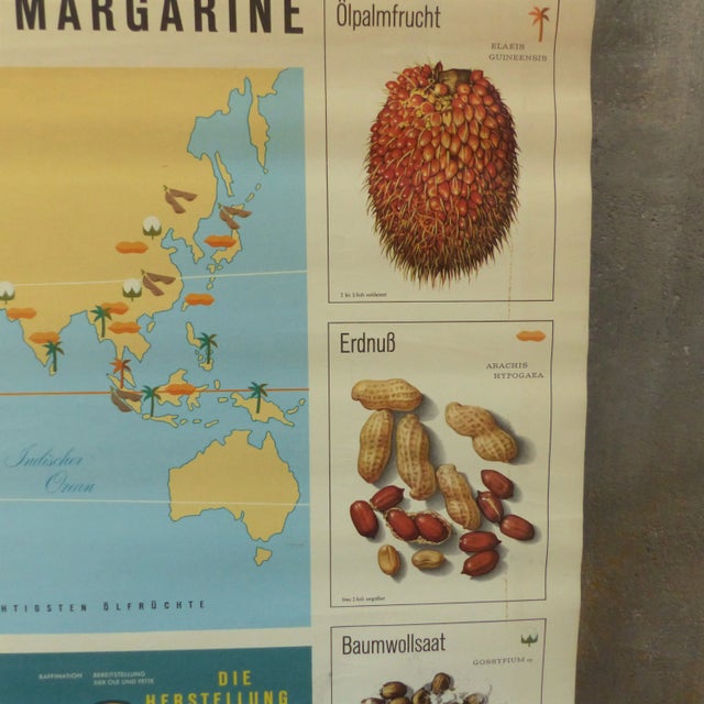 Vintage Educational Plant Chart, in Very Good conditions. Designed 1950 to 1959