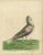 Albin, The Jacobine Pidgeon, Print For Sale