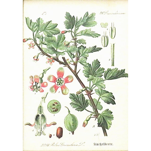 FREE SHIPPING ANYWHERE IN THE CONTINENTAL US! This is a set of five antique botanical prints. European. The prints are...
