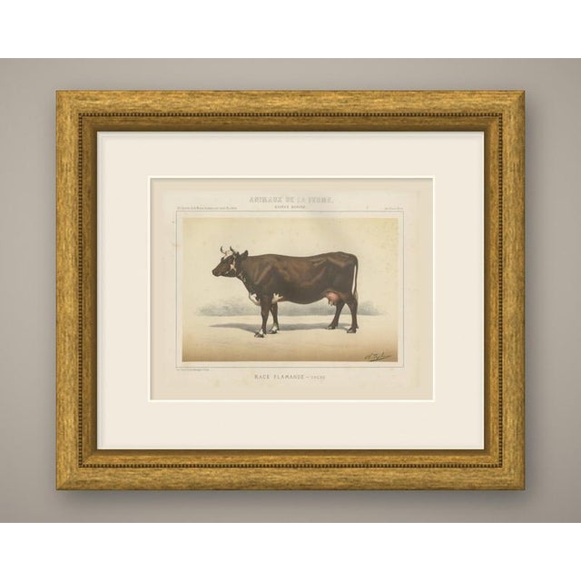 An original antique chromolithograph, printed in color, lettered "race flamande, vache." and published in paris about 1863...