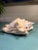 Late 20th Century Large Natural Conch Seashell For Sale - Image 5 of 10