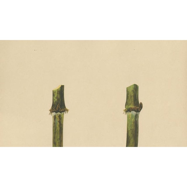 Sugarcane, 1892, Paper For Sale - Image 4 of 10