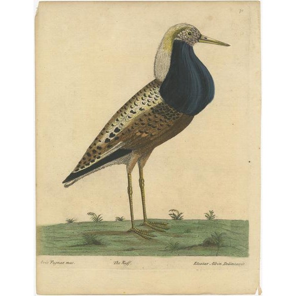 E. Albin, Male Ruff Wading Bird, 1738, Paper For Sale - Image 3 of 6
