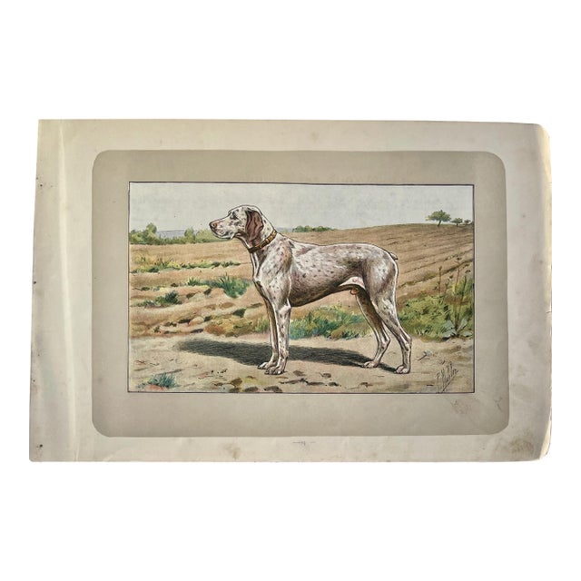 1907 French Photogravure Print of “Le Braque Du Bourbonnais” or a Bourbonnais Pointing Dog - For Sale