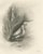 After Lilian Medland, Little Bittern, 1909, Print For Sale - Image 9 of 9
