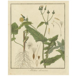 F. Guimpel, Botanical Illustration of Sonchus Oleraceus or Common Sow Thistle, 1822, Print For Sale