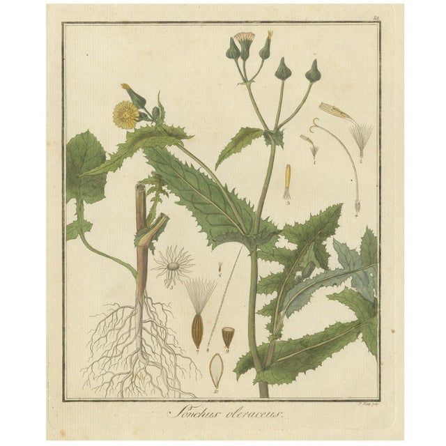 F. Guimpel, Botanical Illustration of Sonchus Oleraceus or Common Sow Thistle, 1822, Print For Sale