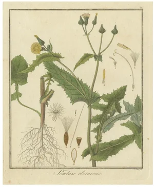 F. Guimpel, Botanical Illustration of Sonchus Oleraceus or Common Sow Thistle, 1822, Print