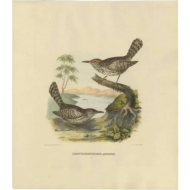 Cream Two Allied Wrens, 1869, Print For Sale - Image 8 of 8