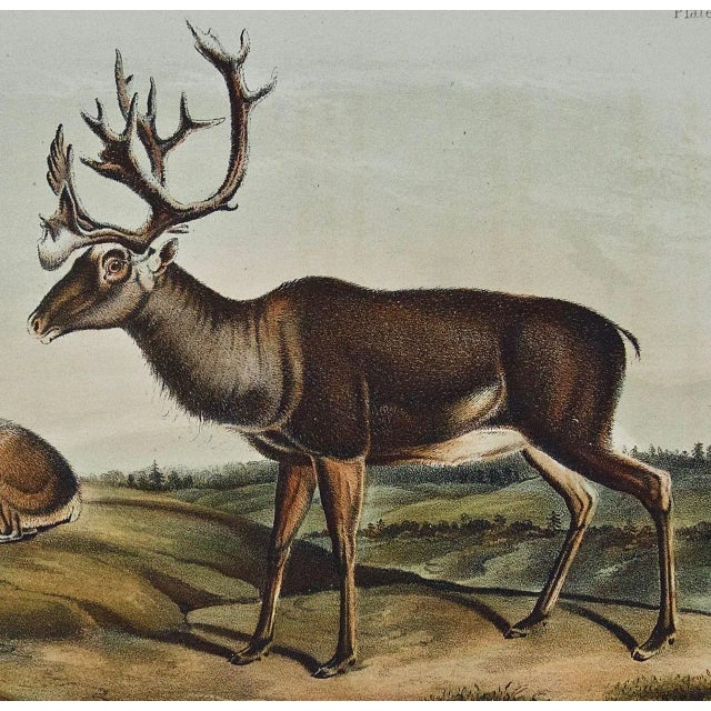 Audubon Caribou or American Reindeer: Original 19th C. Audubon Hand-Colored Lithograph, 1849-1854 For Sale - Image 4 of 5
