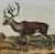 Audubon Caribou or American Reindeer: Original 19th C. Audubon Hand-Colored Lithograph, 1849-1854 For Sale - Image 4 of 5