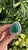Set in 18k Gold, 10.40 Carats Zambian Emerald & Rose Cut Diamond Engagement Ring, Size 6 For Sale - Image 6 of 10